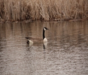 2014 04 27 WestwoodHills 013